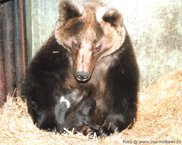 ZOO HODON�N